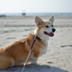 Illustration for article titled 39 *Scratchy Scratchy* Photos of Dogs